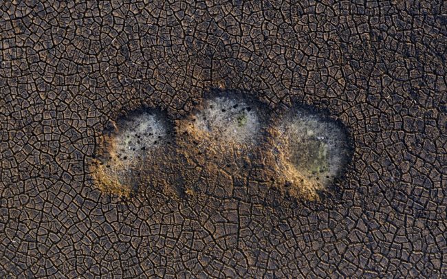 Az élet jelei a lecsapolt halastó fenekén és mélyedéseiben- kagylóhéjak és őznyomok. Csallóköz.
