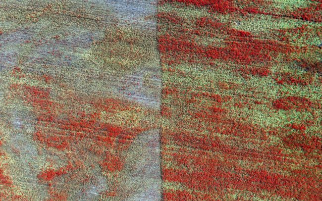 Régebben, a gyomirtók bevetése előtt a parlagon heverő földeket pipacsok tengere borította. A vadmák nagyon szereti a kalászosok társaságát, a gabonaszemeket kísérve széledt szét a világban. Így juttott el hozzánk is, még valamikor régen, az újkőkorban, a mezőgazdaság térhódításával. Kiváló önvető képességgel megáldott, ezért gyorsan terjed. A gyomok és gazok nem túl megtisztelő társaságába lett besorolva, kiszorult a gabonaföldek, mezők és utak szélére. Ritkán látni hát, hogy valaki esélyt adjon neki a fotón látható tömeges virításra.