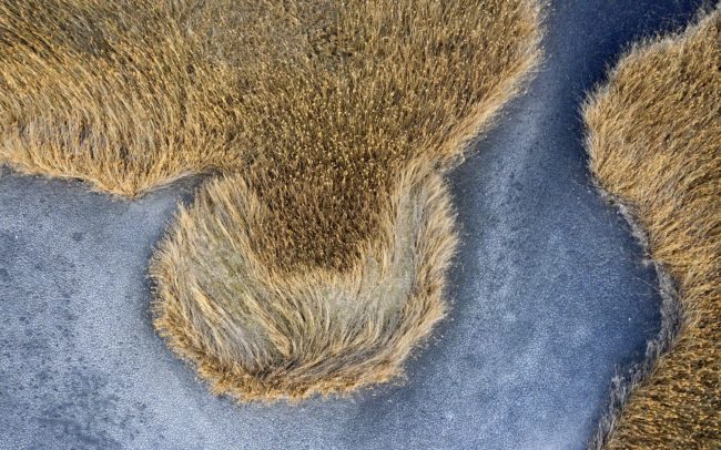 A nádasokhoz fajok ezrei kötődnek, így igazi biodiverzitási gócpontoknak számítanak. A vizek minőségét javítják, tetemes szerepük van a vízi anyagkörforgásban, segítik a talajvízkészlet feltöltődését, védik a partokat az eróziótól, és nem kis mértékben csökkentik az árvizek hatásait. A sekély állóvizek felszámolása miatt Európa leginkább veszélyeztetett ökoszisztémai közé tartoznak. A halastavak partjait szegélyező nádasok értéke így felértékelődik. Csallóköz.