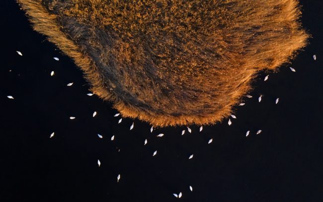 Hattyúk legelésznek kora tavasszal a halastó nádasának szélén – a víz alatt serkenő nád friss hajtásait csipegetik. Csallóköz.