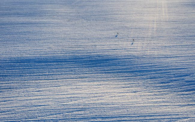 Kilométereken át kígyózik ez a száraz meder a behavazott csallóközi tájban a Tőkési-ág születésénél, forrásainak közelében. Teljes nyomvonalát lehetetlen egy fotón bemutatni, de talán a hullámzó kanyarok egykori partján tartózkodó őzek is jól érzékeltetik impozáns méreteit.