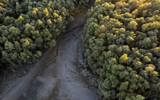 Thanks to beavers, the surroundings of our waters are decorated with ditches. Danube Floodplains Protected Landscape Area, Great Rye Island, Slovakia.