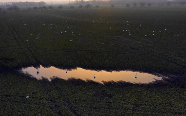 Swans in the middle of a rape field. In the foreground, a depression filled with rainwater is a remnant of a former watercourse. Great Rye Island, Slovakia