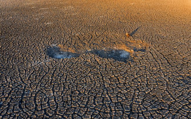 Barna rétihéja hímje pihent meg a kieresztett halastó iszapos fenekén az igencsak nyüzsgő tavaszi nászrepüléses időszakban. A halastavak ugyan elsősorban emberi igényeket hivatottak kielégíteni, de jelentőségük ennél jóval nagyobb. Így például kiválóan szolgálják a természetet is. Vizeikben, partjaikon burjánzik a növényzet, nádasuk kiváló fészkelőhely és táplálékforrás. Csallóköz.