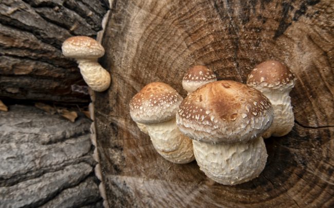 Skupinka šupinovky zhubnej na spílenom topoľovom kmeni. Odumreté alebo živé drevo môže niekedy pokrývať aj v húfoch. Stromy infikuje cez odlomené vetvy a poranenia. Pokladajú ho za jedného z najdôležitejších škodcov topoľov. Za takého parazita, ktorému šíreniu prospieva práve človek ťažbou stromov ako ja koncentráciou vyťažených kmeňov. Žitný ostrov.