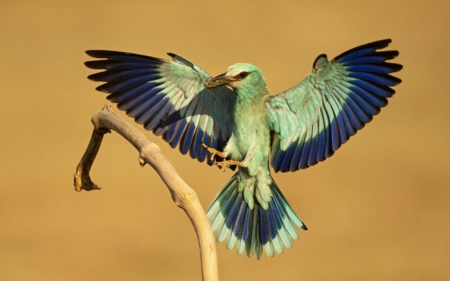 A szalakótát még szépsége sem mentette meg csallóközi kipusztulásától. Talán mert szépérzékünk ugyan fejlett, ám szépségek és értékek megőrzése terén annál gyengébben teljesítünk. Az életmódunk tetszés szerinti, átgondolatlan megváltoztatását mindig is a tájjal, a környezettel fizettettük meg. A legelők felszámolása, az idősebb facsoportok likvidálása miatt nem csak képletesen szállt tova ez a csókányi madár. Zöldeskék teste, kobaltkék válla, bíborkék kézevezői, fekete szárnyéle teljesen kiemelik a madarat a legelők monoton színvilágából. Még gesztenyebarna háta is színes, ékes foltként hat. Miközben figyeli az ember, azon kapja magát, hogy újra és újra rácsodálkozik erre a kontrasztra és azon gondolkodik, hogy kerül egy ilyen színfolt ebbe az egyhangúságba.