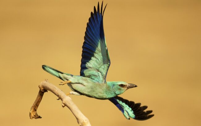 A szalakótát még szépsége sem mentette meg csallóközi kipusztulásától. Talán mert szépérzékünk ugyan fejlett, ám szépségek és értékek megőrzése terén annál gyengébben teljesítünk. Az életmódunk tetszés szerinti, átgondolatlan megváltoztatását mindig is a tájjal, a környezettel fizettettük meg. A legelők felszámolása, az idősebb facsoportok likvidálása miatt nem csak képletesen szállt tova ez a csókányi madár. Zöldeskék teste, kobaltkék válla, bíborkék kézevezői, fekete szárnyéle teljesen kiemelik a madarat a legelők monoton színvilágából. Még gesztenyebarna háta is színes, ékes foltként hat. Miközben figyeli az ember, azon kapja magát, hogy újra és újra rácsodálkozik erre a kontrasztra és azon gondolkodik, hogy kerül egy ilyen színfolt ebbe az egyhangúságba.