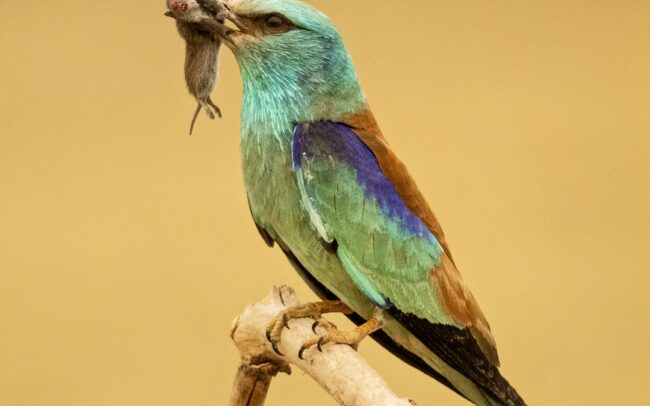 Even its beauty didn't save the roller from its extinction from Great Rye Island in Slovakia. Perhaps because our sense of beauty is developed, but we perform less well when it comes to preserving beauty and values. We have always let the landscape and the environment pay for the arbitrary and thoughtless change of our lifestyle. In this case, this ornamental bird paid for the eradication of pastures and the liquidation of older groups of trees.