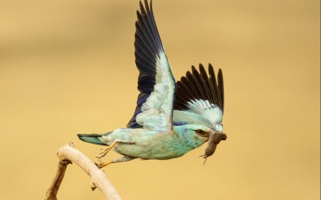 A szalakótát még szépsége sem mentette meg csallóközi kipusztulásától. Talán mert szépérzékünk ugyan fejlett, ám szépségek és értékek megőrzése terén annál gyengébben teljesítünk. Az életmódunk tetszés szerinti, átgondolatlan megváltoztatását mindig is a tájjal, a környezettel fizettettük meg. A legelők felszámolása, az idősebb facsoportok likvidálása miatt nem csak képletesen szállt tova ez a csókányi madár. Zöldeskék teste, kobaltkék válla, bíborkék kézevezői, fekete szárnyéle teljesen kiemelik a madarat a legelők monoton színvilágából. Még gesztenyebarna háta is színes, ékes foltként hat. Miközben figyeli az ember, azon kapja magát, hogy újra és újra rácsodálkozik erre a kontrasztra és azon gondolkodik, hogy kerül egy ilyen színfolt ebbe az egyhangúságba.