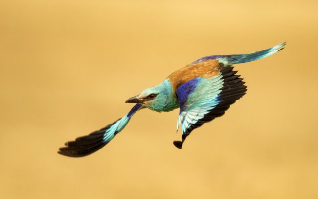 A szalakótát még szépsége sem mentette meg csallóközi kipusztulásától. Talán mert szépérzékünk ugyan fejlett, ám szépségek és értékek megőrzése terén annál gyengébben teljesítünk. Az életmódunk tetszés szerinti, átgondolatlan megváltoztatását mindig is a tájjal, a környezettel fizettettük meg. A legelők felszámolása, az idősebb facsoportok likvidálása miatt nem csak képletesen szállt tova ez a csókányi madár. Zöldeskék teste, kobaltkék válla, bíborkék kézevezői, fekete szárnyéle teljesen kiemelik a madarat a legelők monoton színvilágából. Még gesztenyebarna háta is színes, ékes foltként hat. Miközben figyeli az ember, azon kapja magát, hogy újra és újra rácsodálkozik erre a kontrasztra és azon gondolkodik, hogy kerül egy ilyen színfolt ebbe az egyhangúságba.