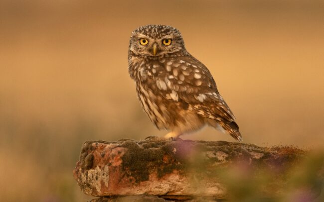 Az odvas fák, például a botlófűzek drasztikus megfogyatkozása alaposan szűkítette kis baglyunk, a kuvik fészkelési lehetőségeit. Ezt az akadályt még bravúrosan vette madarunk, az emberi települések közelébe költözött, régi épületekbe, istállókba. De a legelők és tanyák fokozatos felszámolása már meghaladja a túlélési képességeit, száma fogyatkozik.