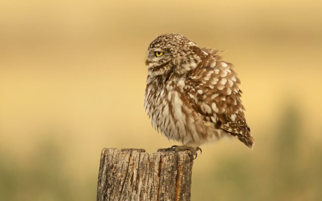 A kuvik megjelenésében egy rapszodikusan változékony teremtmény. Képes magából tollgolyót csinálni, hogy aztán kisvártatva a földre tottyanva úgy kihúzza magát egy negyedére fogyott, bubizós, csinos, fehér zoknis (nagyon elegáns, sűrűn tollazott lába van) pózba. Szóval kedve szerint tollazatában hízik és fogy.