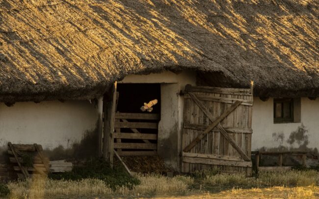 The drastic reduction of old trees, such as willows, has greatly reduced the nesting possibilities of the little owl. Our bird bravely took this obstacle, moving close to human settlements, into old buildings and stables. But the gradual elimination of pastures and ranches already exceeds their survival capabilities, and their numbers are dwindling.