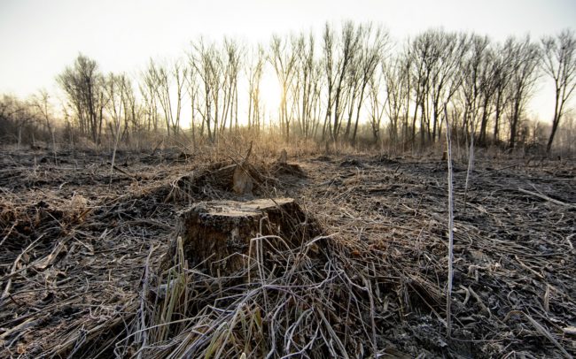 Tarvágások és kiterjedt nemesített nyárfa-ültetvények veszik körbe az öregebb erdők egyik ritka maradványát a Dunamenti Ligeterdők Tájvédelmi körzetben. Ez a facsoport is csak azért tudott megmaradni, mert védett csúcsragadozónk, egy rétisas-pár óriási fészket rakott egyik fáján több éve. Sajnos az erdőfolt folyamatos nyomás alatt van, az erdőgazdaság időről időre kikanyarít belőle egy-egy szeletet, helyén fiatal, idegen fajú nyárfák próbálnak sikertelenül ellenállni az elszaporodott szarvasállomány támadásainak. Felelős hozzáállás hiánya jellemző úgy az illetékesekre, mint a felsőbb szervekre is.