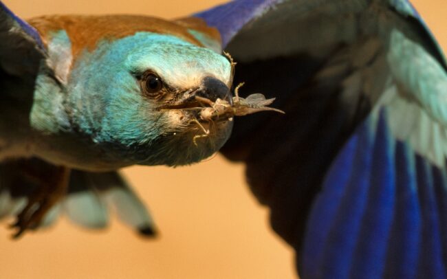 A szalakótát még szépsége sem mentette meg csallóközi kipusztulásától. Talán mert szépérzékünk ugyan fejlett, ám szépségek és értékek megőrzése terén annál gyengébben teljesítünk. Az életmódunk tetszés szerinti, átgondolatlan megváltoztatását mindig is a tájjal, a környezettel fizettettük meg. A legelők felszámolása, az idősebb facsoportok likvidálása miatt nem csak képletesen szállt tova ez a csókányi madár. Zöldeskék teste, kobaltkék válla, bíborkék kézevezői, fekete szárnyéle teljesen kiemelik a madarat a legelők monoton színvilágából. Még gesztenyebarna háta is színes, ékes foltként hat. Miközben figyeli az ember, azon kapja magát, hogy újra és újra rácsodálkozik erre a kontrasztra és azon gondolkodik, hogy kerül egy ilyen színfolt ebbe az egyhangúságba.