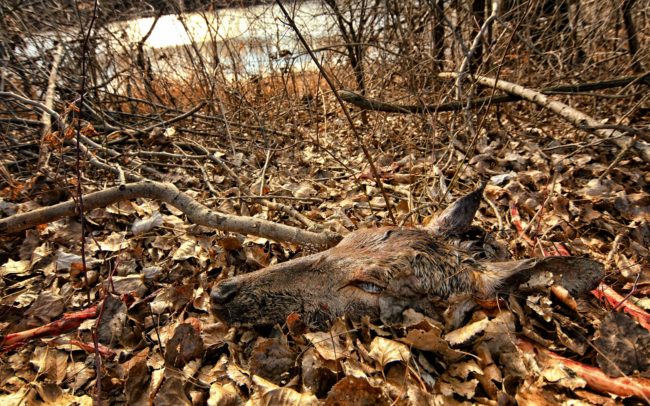 Deer skinned, boned, scattered, in a clearly visible place next to the dam next to the river. The way the remains of bodies were handled here can be seen as bragging or provocation, throwing reality into the eyes of passers-by. Poaching is also one of the problems affecting nature conservation on Great Rye Island. Catching the perpetrators and investigating the cases is practically impossible. Great Rye Island, Slovakia.