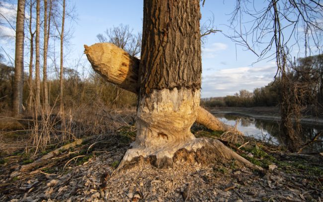 A hód mára sikeresen visszahódította az eredeti elterjedésének szinte egész területét. Előtte csaknem kipusztult, nálunk a 19. század végén. A probléma, hogy a száz évnyi időrésben, míg ez a rágcsáló nem volt jelen, nagy mértékben megváltoztattuk, csökkentettük az eredeti élőhelyét. Most, hogy visszatért és elterjedt, gondot jelent. Mint például egy ilyen gazdasági célból ültetett jegenyésben. Dunamenti Ligeterdők Tájvédelmi körzet.