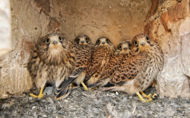 Vércsefiókák néznek megilletődve a lencsébe – egy régi kéményben felcseperedett fészekalj. A vörös vércse könnyen urbanizálódik. Fészket a szabad természetben sem épít, helyette varjúk és szarkák fészkébe költözik, vagy sziklapárkányokon költ. Így a városi épületek ablakpárkányai, tornyai, kéményei, kiszögellései mind-mind ideális otthonképpel kecsegtetik a madarunkat. „Korona” kolostor, Somorja.