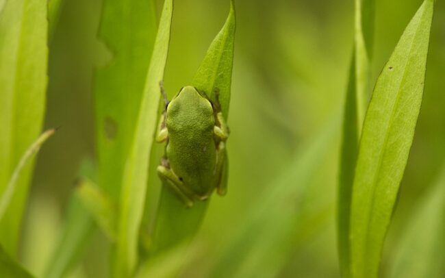 Levelibékák százai, vagy inkább ezrei fejlődtek ki Szapon, egy vízzel teli, focipályányi mélyedésben. Szép példája annak, hogy az egykori folyómedrek maradványai még egy település közepén is miniatűr biodiverzitási gócpontként működhetnek. A domináns növénye a réti füzény, s erdeje eszményi élőhelyet biztosít további fajoknak is. Poszméhek, méhek, legyek, zengőlegyek, szitakötők, katicabogarak több faja tartózkodott a növény virágmagasságában. Lejjebb a szárát és leveleit pedig a pici levelibékák foglalták el, kivételesen nagy sűrűségben. Egyetlen növényfaj is képes kiváló feltételeket biztosítani állatfajok sokaságának, amelyek nagyon szépen elosztják maguk között a helyet. És nem utolsó dolog az ilyen vizes élőhely egy falu közepén, mely üde mikroklímát nyújt a száradó éghajlat idején.