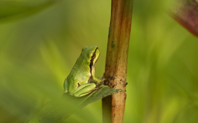 Levelibékák százai, vagy inkább ezrei fejlődtek ki Szapon, egy vízzel teli, focipályányi mélyedésben. Szép példája annak, hogy az egykori folyómedrek maradványai még egy település közepén is miniatűr biodiverzitási gócpontként működhetnek. A domináns növénye a réti füzény, s erdeje eszményi élőhelyet biztosít további fajoknak is. Poszméhek, méhek, legyek, zengőlegyek, szitakötők, katicabogarak több faja tartózkodott a növény virágmagasságában. Lejjebb a szárát és leveleit pedig a pici levelibékák foglalták el, kivételesen nagy sűrűségben. Egyetlen növényfaj is képes kiváló feltételeket biztosítani állatfajok sokaságának, amelyek nagyon szépen elosztják maguk között a helyet. És nem utolsó dolog az ilyen vizes élőhely egy falu közepén, mely üde mikroklímát nyújt a száradó éghajlat idején.
