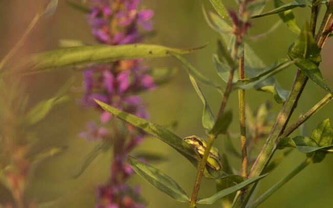 Levelibékák százai, vagy inkább ezrei fejlődtek ki Szapon, egy vízzel teli, focipályányi mélyedésben. Szép példája annak, hogy az egykori folyómedrek maradványai még egy település közepén is miniatűr biodiverzitási gócpontként működhetnek. A domináns növénye a réti füzény, s erdeje eszményi élőhelyet biztosít további fajoknak is. Poszméhek, méhek, legyek, zengőlegyek, szitakötők, katicabogarak több faja tartózkodott a növény virágmagasságában. Lejjebb a szárát és leveleit pedig a pici levelibékák foglalták el, kivételesen nagy sűrűségben. Egyetlen növényfaj is képes kiváló feltételeket biztosítani állatfajok sokaságának, amelyek nagyon szépen elosztják maguk között a helyet. És nem utolsó dolog az ilyen vizes élőhely egy falu közepén, mely üde mikroklímát nyújt a száradó éghajlat idején.