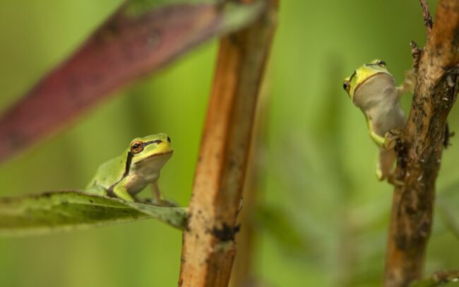 Levelibékák százai, vagy inkább ezrei fejlődtek ki Szapon, egy vízzel teli, focipályányi mélyedésben. Szép példája annak, hogy az egykori folyómedrek maradványai még egy település közepén is miniatűr biodiverzitási gócpontként működhetnek. A domináns növénye a réti füzény, s erdeje eszményi élőhelyet biztosít további fajoknak is. Poszméhek, méhek, legyek, zengőlegyek, szitakötők, katicabogarak több faja tartózkodott a növény virágmagasságában. Lejjebb a szárát és leveleit pedig a pici levelibékák foglalták el, kivételesen nagy sűrűségben. Egyetlen növényfaj is képes kiváló feltételeket biztosítani állatfajok sokaságának, amelyek nagyon szépen elosztják maguk között a helyet. És nem utolsó dolog az ilyen vizes élőhely egy falu közepén, mely üde mikroklímát nyújt a száradó éghajlat idején.