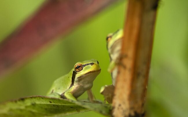 Levelibékák százai, vagy inkább ezrei fejlődtek ki Szapon, egy vízzel teli, focipályányi mélyedésben. Szép példája annak, hogy az egykori folyómedrek maradványai még egy település közepén is miniatűr biodiverzitási gócpontként működhetnek. A domináns növénye a réti füzény, s erdeje eszményi élőhelyet biztosít további fajoknak is. Poszméhek, méhek, legyek, zengőlegyek, szitakötők, katicabogarak több faja tartózkodott a növény virágmagasságában. Lejjebb a szárát és leveleit pedig a pici levelibékák foglalták el, kivételesen nagy sűrűségben. Egyetlen növényfaj is képes kiváló feltételeket biztosítani állatfajok sokaságának, amelyek nagyon szépen elosztják maguk között a helyet. És nem utolsó dolog az ilyen vizes élőhely egy falu közepén, mely üde mikroklímát nyújt a száradó éghajlat idején.