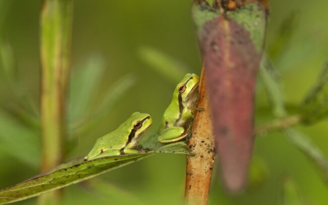 Levelibékák százai, vagy inkább ezrei fejlődtek ki Szapon, egy vízzel teli, focipályányi mélyedésben. Szép példája annak, hogy az egykori folyómedrek maradványai még egy település közepén is miniatűr biodiverzitási gócpontként működhetnek. A domináns növénye a réti füzény, s erdeje eszményi élőhelyet biztosít további fajoknak is. Poszméhek, méhek, legyek, zengőlegyek, szitakötők, katicabogarak több faja tartózkodott a növény virágmagasságában. Lejjebb a szárát és leveleit pedig a pici levelibékák foglalták el, kivételesen nagy sűrűségben. Egyetlen növényfaj is képes kiváló feltételeket biztosítani állatfajok sokaságának, amelyek nagyon szépen elosztják maguk között a helyet. És nem utolsó dolog az ilyen vizes élőhely egy falu közepén, mely üde mikroklímát nyújt a száradó éghajlat idején.