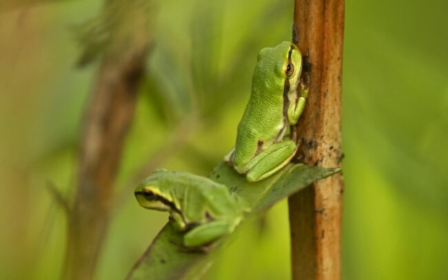 Levelibékák százai, vagy inkább ezrei fejlődtek ki Szapon, egy vízzel teli, focipályányi mélyedésben. Szép példája annak, hogy az egykori folyómedrek maradványai még egy település közepén is miniatűr biodiverzitási gócpontként működhetnek. A domináns növénye a réti füzény, s erdeje eszményi élőhelyet biztosít további fajoknak is. Poszméhek, méhek, legyek, zengőlegyek, szitakötők, katicabogarak több faja tartózkodott a növény virágmagasságában. Lejjebb a szárát és leveleit pedig a pici levelibékák foglalták el, kivételesen nagy sűrűségben. Egyetlen növényfaj is képes kiváló feltételeket biztosítani állatfajok sokaságának, amelyek nagyon szépen elosztják maguk között a helyet. És nem utolsó dolog az ilyen vizes élőhely egy falu közepén, mely üde mikroklímát nyújt a száradó éghajlat idején.