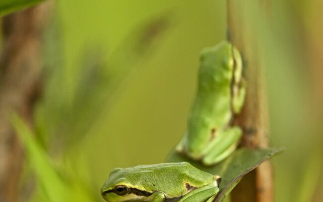 Levelibékák százai, vagy inkább ezrei fejlődtek ki Szapon, egy vízzel teli, focipályányi mélyedésben. Szép példája annak, hogy az egykori folyómedrek maradványai még egy település közepén is miniatűr biodiverzitási gócpontként működhetnek. A domináns növénye a réti füzény, s erdeje eszményi élőhelyet biztosít további fajoknak is. Poszméhek, méhek, legyek, zengőlegyek, szitakötők, katicabogarak több faja tartózkodott a növény virágmagasságában. Lejjebb a szárát és leveleit pedig a pici levelibékák foglalták el, kivételesen nagy sűrűségben. Egyetlen növényfaj is képes kiváló feltételeket biztosítani állatfajok sokaságának, amelyek nagyon szépen elosztják maguk között a helyet. És nem utolsó dolog az ilyen vizes élőhely egy falu közepén, mely üde mikroklímát nyújt a száradó éghajlat idején.