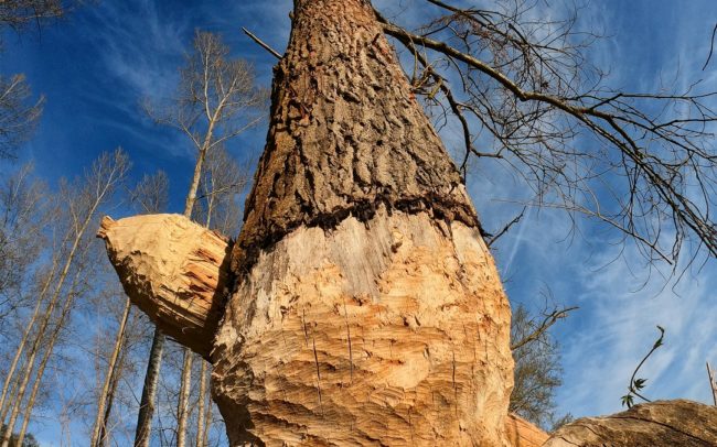 A hód mára sikeresen visszahódította az eredeti elterjedésének szinte egész területét. Előtte csaknem kipusztult, nálunk a 19. század végén. A probléma, hogy a száz évnyi időrésben, míg ez a rágcsáló nem volt jelen, nagy mértékben megváltoztattuk, csökkentettük az eredeti élőhelyét. Most, hogy visszatért és elterjedt, gondot jelent. Mint például egy ilyen gazdasági célból ültetett jegenyésben. Dunamenti Ligeterdők Tájvédelmi körzet.