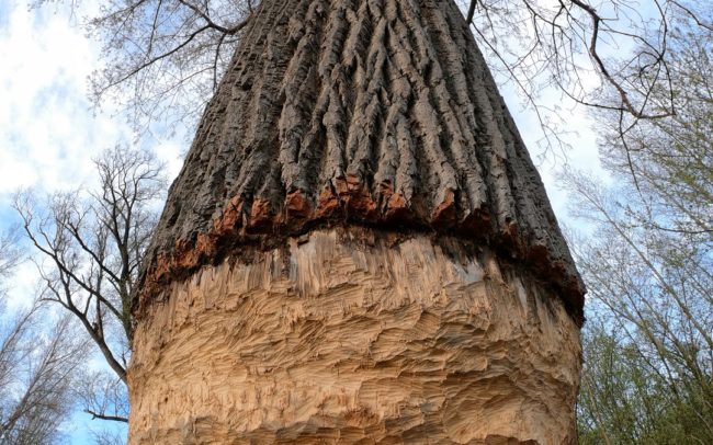 Nature conservation is not a black and white thing. A huge, beaver-gnawed poplar next to the Danube near Gabčíkovo. Its circumference is almost 4.5 meters. Beavers go to bigger trees especially in winter when there is a lack of other food - aquatic and coastal plants, fresh shoots of bushes and of course if there are no younger trees near the water. The bark and pulp remained intact only for about 15% of the circumference. A complete bite all the way around would mean the end of the tree for sure. Danube Floodplains Protected Landscape Area, Great Rye Island, Slovakia.