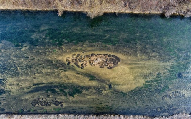 Sigmaringen városa Németországban főleg a kiválóan megőrzött váráról ismert. A Duna itt, a felső folyásán keskeny folyamként kanyarul egyet a város körül. Két sziget is van itt a folyón, a DE0129 és a DE005 a Danubeparks Network of Protected Areas által számbavéve. Csupán néhány négyzetméteresek, ám az utóbbi évek megőrzésükre irányuló intézkedésekből is látható, hogy mennyire fontosak az ilyen talpalatnyi helyek a vízi világ, mint például a vízimadarak számára. A szigeteken szárcsák és hattyúk is tartózkodnak