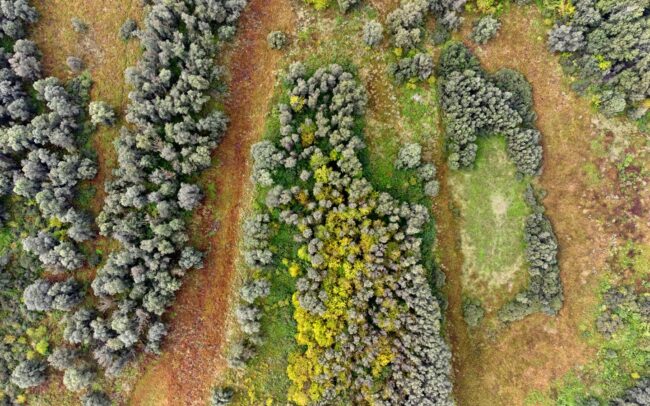 A szigetek izoláltságuk okán fontos őrzői a Duna élőhelyeinek és ezzel biodiverzitásának. Gornje Podunavlje Természetvédelmi Rezervátum, Szerbia.