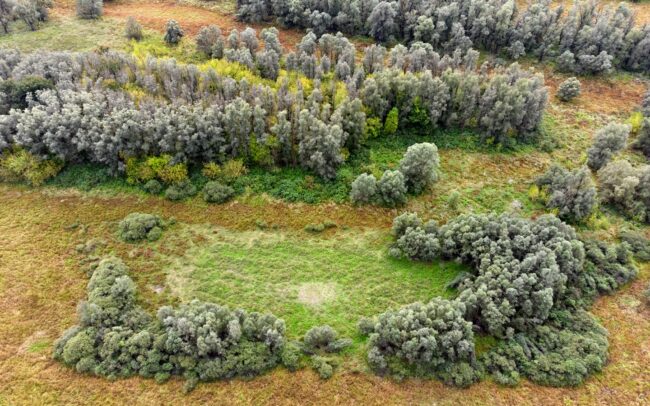 A szigetek izoláltságuk okán fontos őrzői a Duna élőhelyeinek és ezzel biodiverzitásának. Gornje Podunavlje Természetvédelmi Rezervátum, Szerbia.