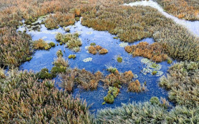 Kora ősszel még kitartóan burjánzik az ártér. Ritka látványt fed fel a szeptemberi hajnal a Duna menti ligeterdők utolsó mocsarainak egyikében, a Hálóterítőben. Kis kárókatonák kétszáz tagot számláló csapata ébredezik az éjjeli pihenőhelyén. Duna menti erdők Tájvédelmi Körzet, Csallóköz