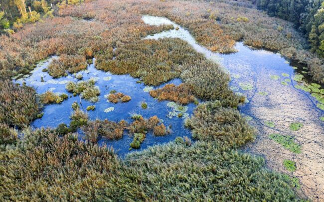 Kora ősszel még kitartóan burjánzik az ártér. Ritka látványt fed fel a szeptemberi hajnal a Duna menti ligeterdők utolsó mocsarainak egyikében, a Hálóterítőben. Kis kárókatonák kétszáz tagot számláló csapata ébredezik az éjjeli pihenőhelyén. Duna menti erdők Tájvédelmi Körzet, Csallóköz