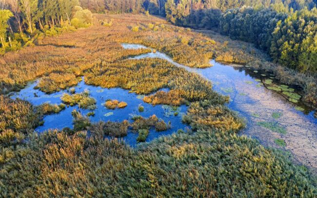 Kora ősszel még kitartóan burjánzik az ártér. Ritka látványt fed fel a szeptemberi hajnal a Duna menti ligeterdők utolsó mocsarainak egyikében, a Hálóterítőben. Kis kárókatonák kétszáz tagot számláló csapata ébredezik az éjjeli pihenőhelyén. Duna menti erdők Tájvédelmi Körzet, Csallóköz