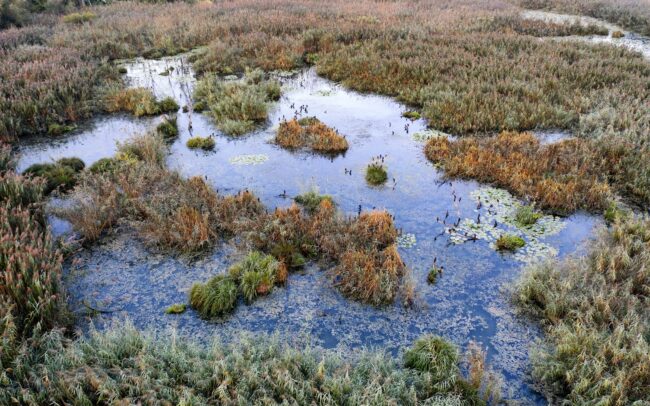 Kora ősszel még kitartóan burjánzik az ártér. Ritka látványt fed fel a szeptemberi hajnal a Duna menti ligeterdők utolsó mocsarainak egyikében, a Hálóterítőben. Kis kárókatonák kétszáz tagot számláló csapata ébredezik az éjjeli pihenőhelyén. Duna menti erdők Tájvédelmi Körzet, Csallóköz