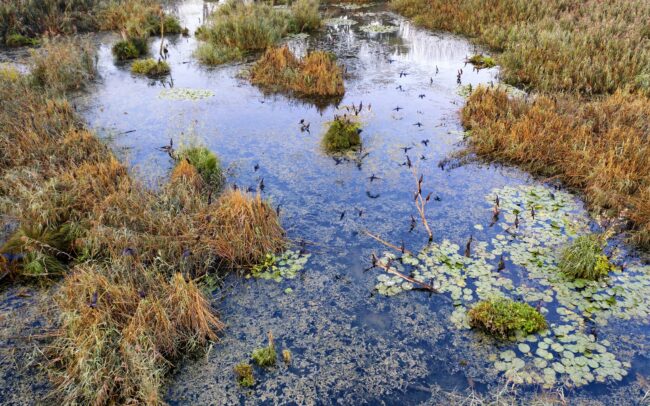 Kora ősszel még kitartóan burjánzik az ártér. Ritka látványt fed fel a szeptemberi hajnal a Duna menti ligeterdők utolsó mocsarainak egyikében, a Hálóterítőben. Kis kárókatonák kétszáz tagot számláló csapata ébredezik az éjjeli pihenőhelyén. Duna menti erdők Tájvédelmi Körzet, Csallóköz