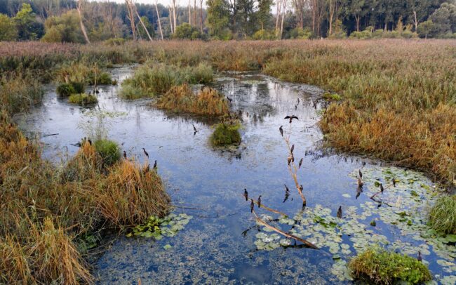 Kora ősszel még kitartóan burjánzik az ártér. Ritka látványt fed fel a szeptemberi hajnal a Duna menti ligeterdők utolsó mocsarainak egyikében, a Hálóterítőben. Kis kárókatonák kétszáz tagot számláló csapata ébredezik az éjjeli pihenőhelyén. Duna menti erdők Tájvédelmi Körzet, Csallóköz