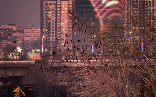 Belgrád megmutatta, hogy a természetfotózás semmivel sem könnyebb egy nagyvárosban, mint a természetben. Szerbia fővárosában, konkrétan két folyója, a Száva és a Duna szigetein éjszakázik telente a a kis kárókatonák világpopulációjának 4-5%-a, nagyjából 5-6 ezer egyed. Ezekből látható a fotókon néhány száz példány, miattuk utaztam ide, hogy a DiverseDanube részére dokumentáljam a helyzetüket. Teljesen ismeretlen és szokatlan körülmények, nagy forgalom, nagy távolság, hideg szél, napnyugta környéki és utáni kevés fény…minden adva volt az elég gyenge fotókhoz. De talán így is van némi mondanivalójuk. A világ legnagyobb városi kis kárókatona állományának sorsa bizonytalan, főleg a vízpartok beépítése és az utolsó fűzfaligetek likvidálása miatt.