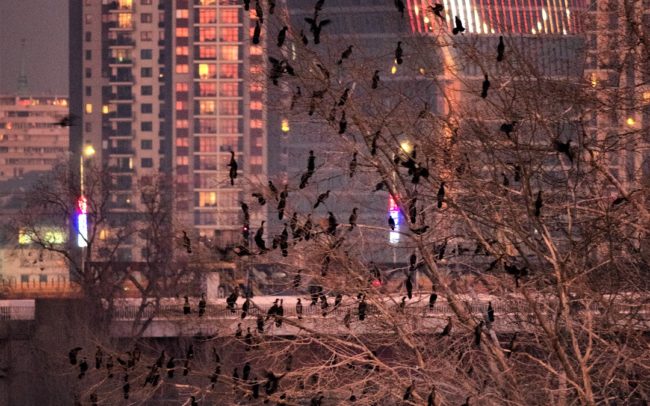 Belgrád megmutatta, hogy a természetfotózás semmivel sem könnyebb egy nagyvárosban, mint a természetben. Szerbia fővárosában, konkrétan két folyója, a Száva és a Duna szigetein éjszakázik telente a a kis kárókatonák világpopulációjának 4-5%-a, nagyjából 5-6 ezer egyed. Ezekből látható a fotókon néhány száz példány, miattuk utaztam ide, hogy a DiverseDanube részére dokumentáljam a helyzetüket. Teljesen ismeretlen és szokatlan körülmények, nagy forgalom, nagy távolság, hideg szél, napnyugta környéki és utáni kevés fény…minden adva volt az elég gyenge fotókhoz. De talán így is van némi mondanivalójuk. A világ legnagyobb városi kis kárókatona állományának sorsa bizonytalan, főleg a vízpartok beépítése és az utolsó fűzfaligetek likvidálása miatt.