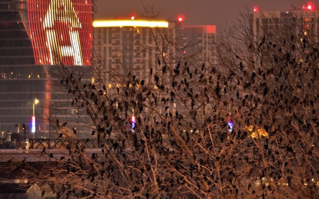 Belgrád megmutatta, hogy a természetfotózás semmivel sem könnyebb egy nagyvárosban, mint a természetben. Szerbia fővárosában, konkrétan két folyója, a Száva és a Duna szigetein éjszakázik telente a a kis kárókatonák világpopulációjának 4-5%-a, nagyjából 5-6 ezer egyed. Ezekből látható a fotókon néhány száz példány, miattuk utaztam ide, hogy a DiverseDanube részére dokumentáljam a helyzetüket. Teljesen ismeretlen és szokatlan körülmények, nagy forgalom, nagy távolság, hideg szél, napnyugta környéki és utáni kevés fény…minden adva volt az elég gyenge fotókhoz. De talán így is van némi mondanivalójuk. A világ legnagyobb városi kis kárókatona állományának sorsa bizonytalan, főleg a vízpartok beépítése és az utolsó fűzfaligetek likvidálása miatt.