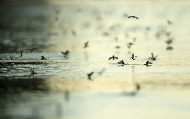 A Tisza a Duna leghosszabb és legnagyobb vízgyűjtőjével rendelkező mellékfolyója. Így méltán mondható, hogy jelentősen hozzájárul a Duna egészének képéhez. Szabályozatlan partjai lehetővé teszik, hogy a tiszavirágok évente bemutassák ősi tündértáncukat!