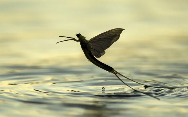 A Tisza a Duna leghosszabb és legnagyobb vízgyűjtőjével rendelkező mellékfolyója. Így méltán mondható, hogy jelentősen hozzájárul a Duna egészének képéhez. Szabályozatlan partjai lehetővé teszik, hogy a tiszavirágok évente bemutassák ősi tündértáncukat!
