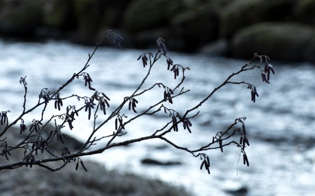 Égerfa ága a Breg-patak partján. Németország.
