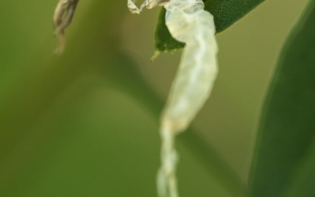 A Tisza a Duna leghosszabb és legnagyobb vízgyűjtőjével rendelkező mellékfolyója. Így méltán mondható, hogy jelentősen hozzájárul a Duna egészének képéhez. Szabályozatlan partjai lehetővé teszik, hogy a tiszavirágok évente bemutassák ősi tündértáncukat!
