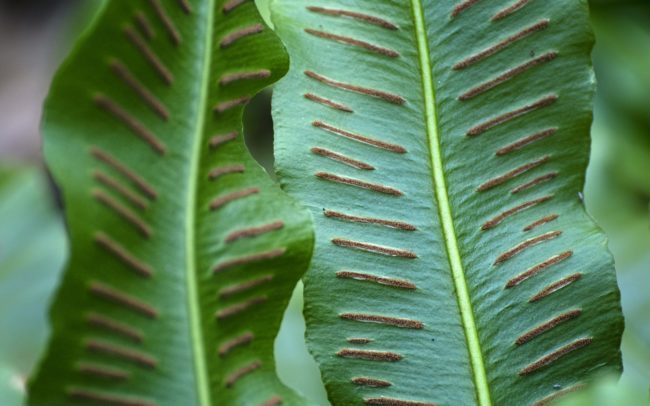 A Duna Szerbia és Románia között. Itt, a szerb oldalon a Djerdap Nemzeti Park terül el partján, szemben pedig a romániai Vaskapu Természetvédelmi terület. Igazi vadvilági paradicsom ez. A környező erdőkben, sziklákon farkas, hiúz, medve, sőt zerge is él. Helyettük (nem mintha lett volna más választásom) a nemzeti park varázslatos erdőjét, páfrányait fotóztam.