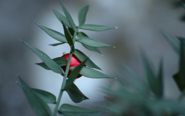 A Duna Szerbia és Románia között. Itt, a szerb oldalon a Djerdap Nemzeti Park terül el partján, szemben pedig a romániai Vaskapu Természetvédelmi terület. Igazi vadvilági paradicsom ez. A környező erdőkben, sziklákon farkas, hiúz, medve, sőt zerge is él. Helyettük (nem mintha lett volna más választásom) a nemzeti park varázslatos erdőjét, páfrányait fotóztam.